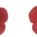 poppy stud earrings