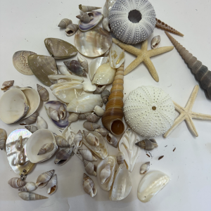 Shell Bundle